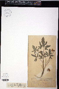 Viola triloba image