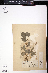 Viola triloba image