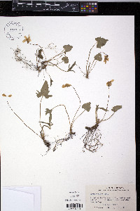 Viola triloba image