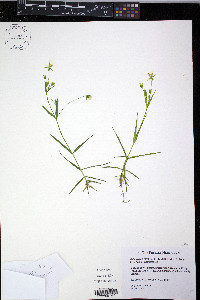 Rabelera holostea image