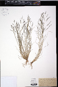 Eragrostis pectinacea var. pectinacea image