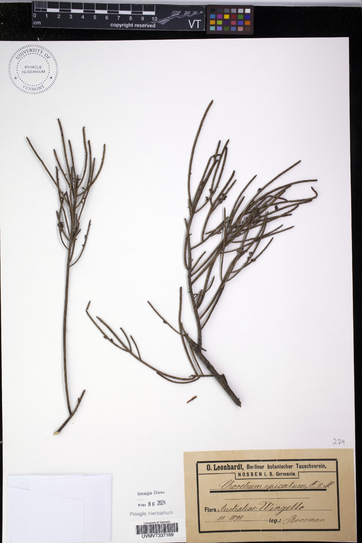 Choretrum spicatum image