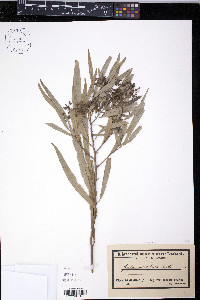 Geijera parviflora image