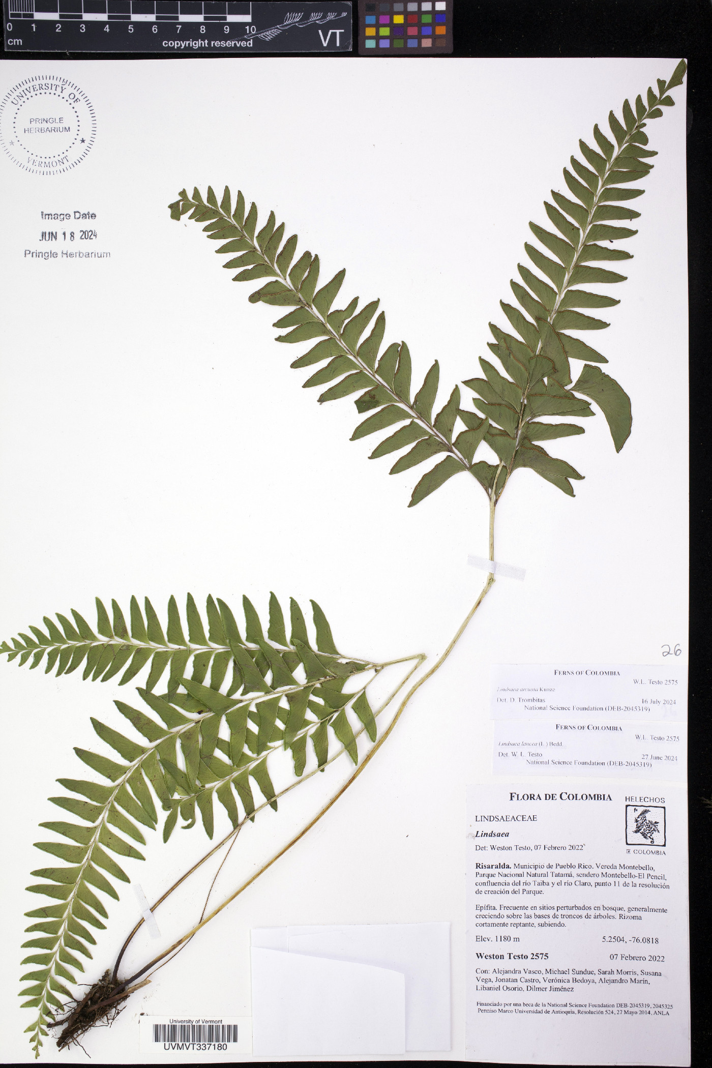 Lindsaea arcuata image