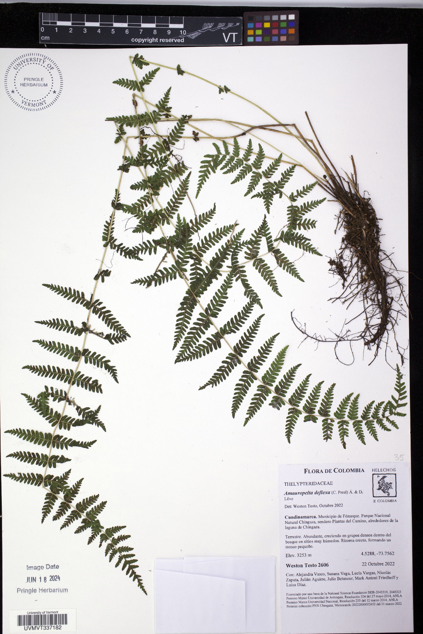 Amauropelta deflexa image