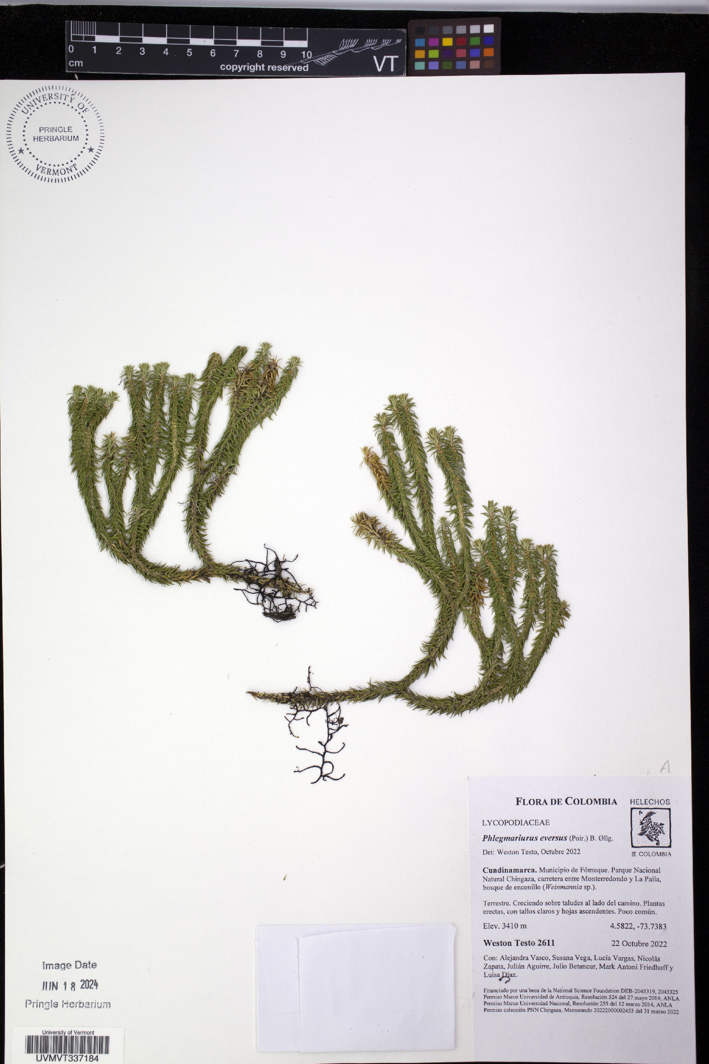 Phlegmariurus eversus image