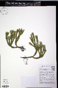 Phlegmariurus eversus image
