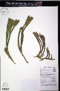 Phlegmariurus cruentus image