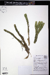 Phlegmariurus firmus image