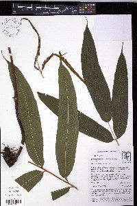 Pteris praestantissima image