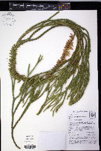 Phlegmariurus echinatus image