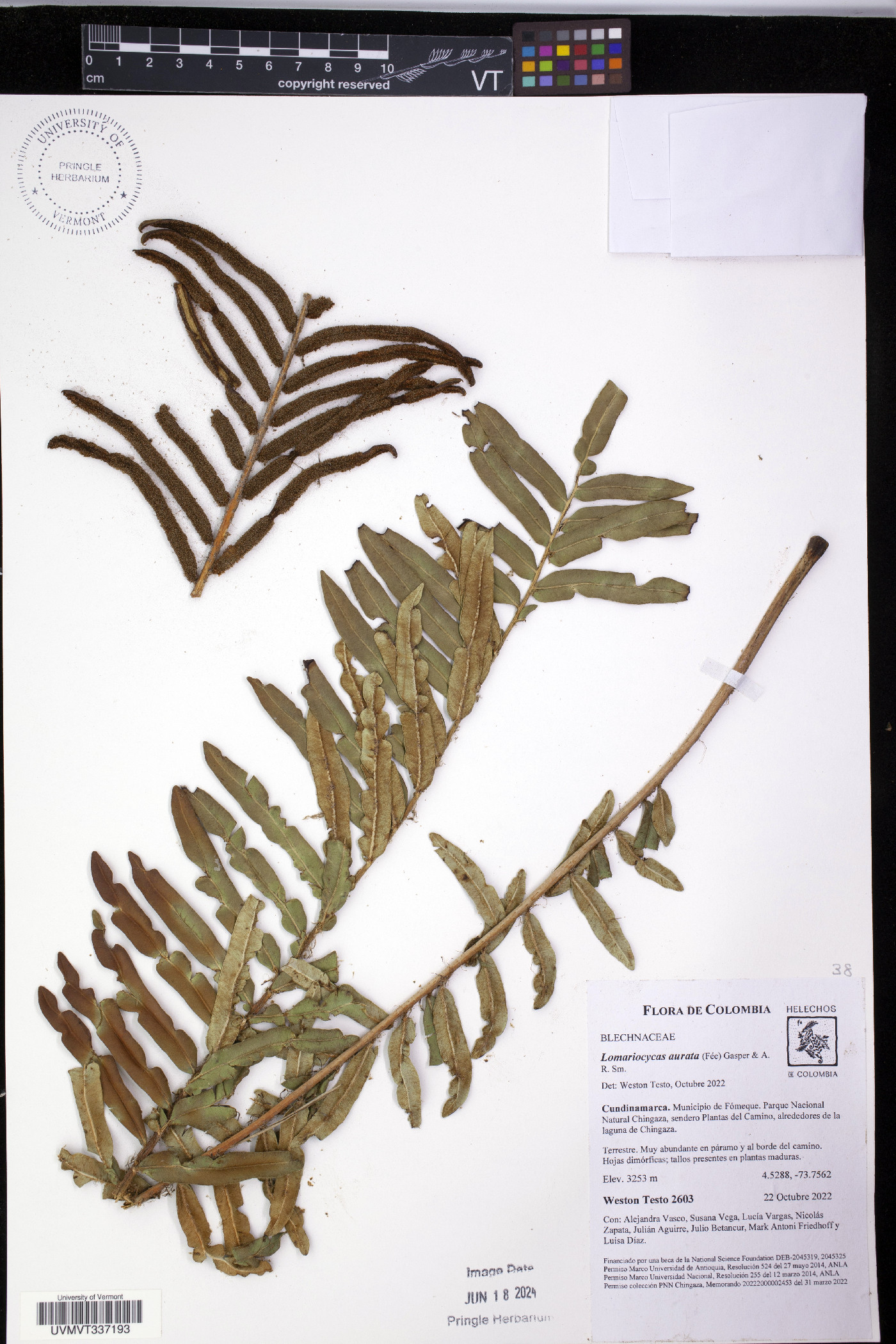 Lomariocycas image