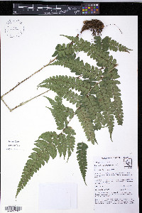 Polystichum platyphyllum image