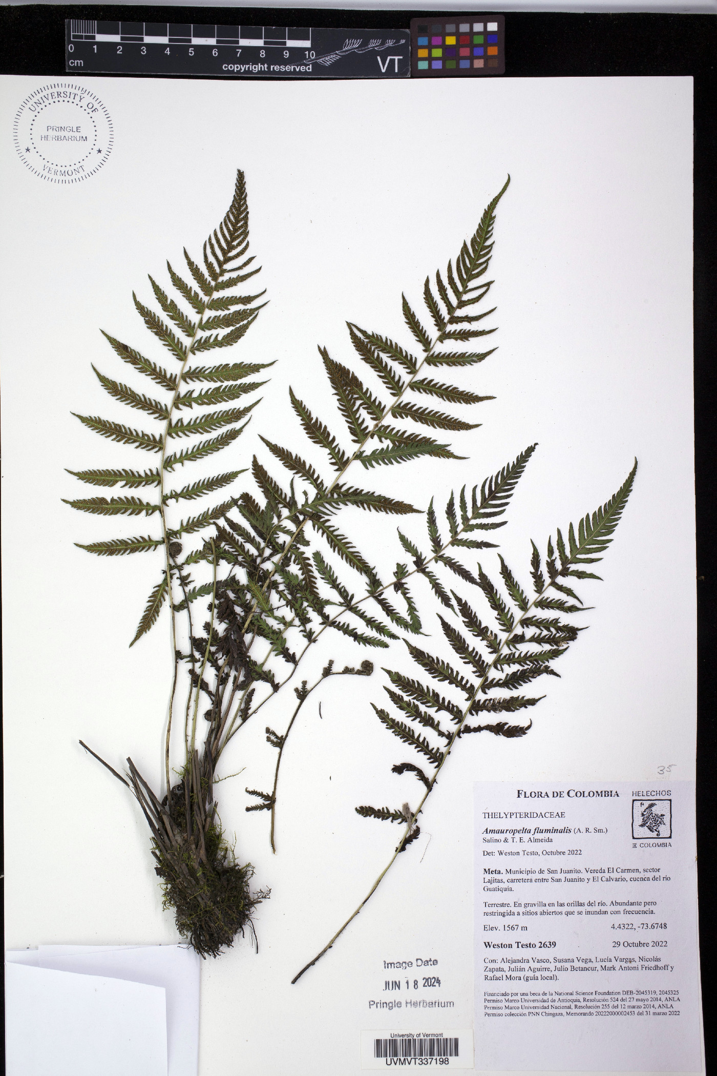 Amauropelta fluminalis image