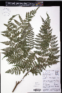 Parapolystichum excultum image