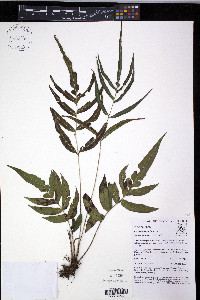 Blechnum gracile image