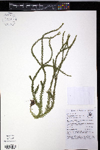 Media resource of Phlegmariurus killipii