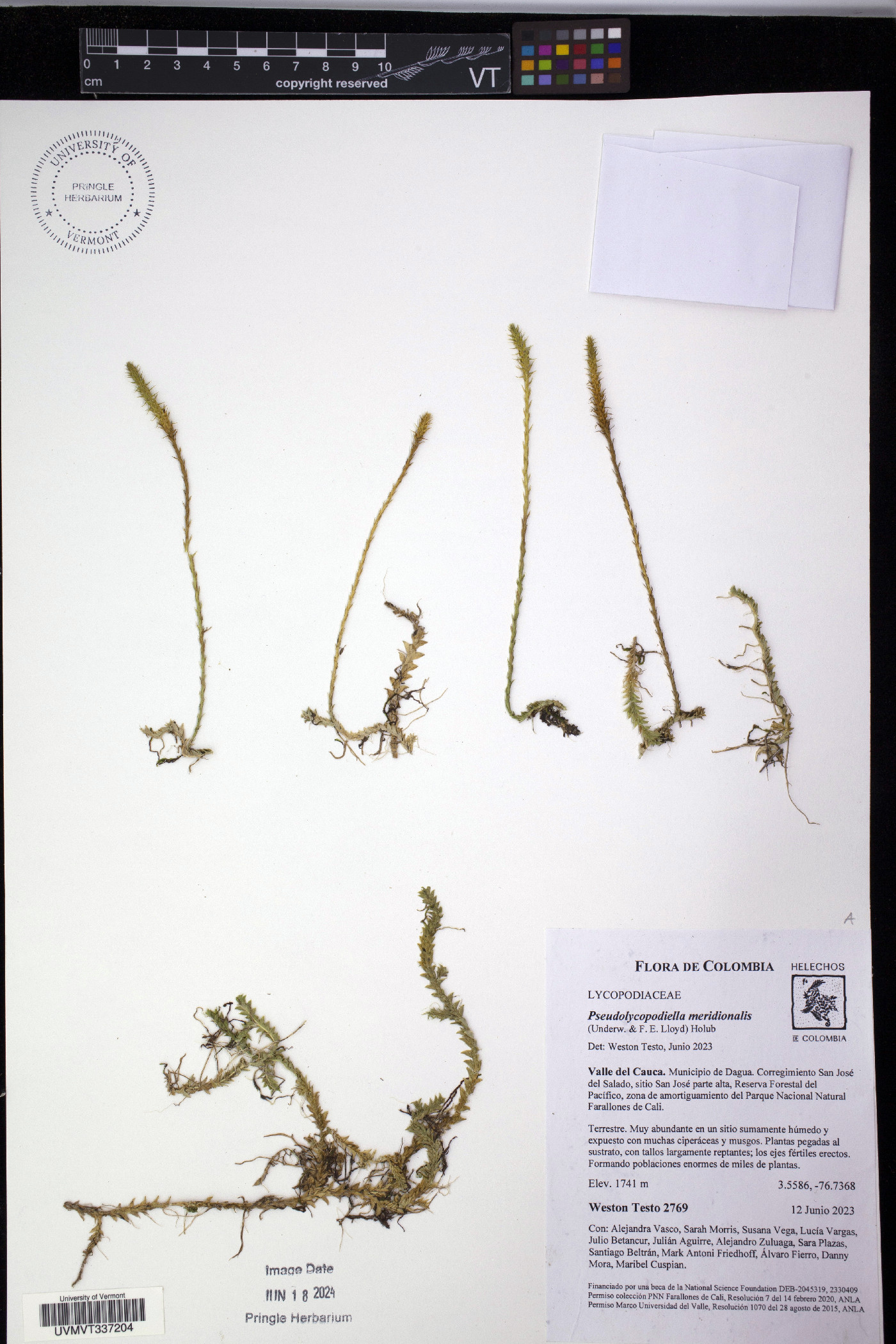 Lycopodiella caroliniana image
