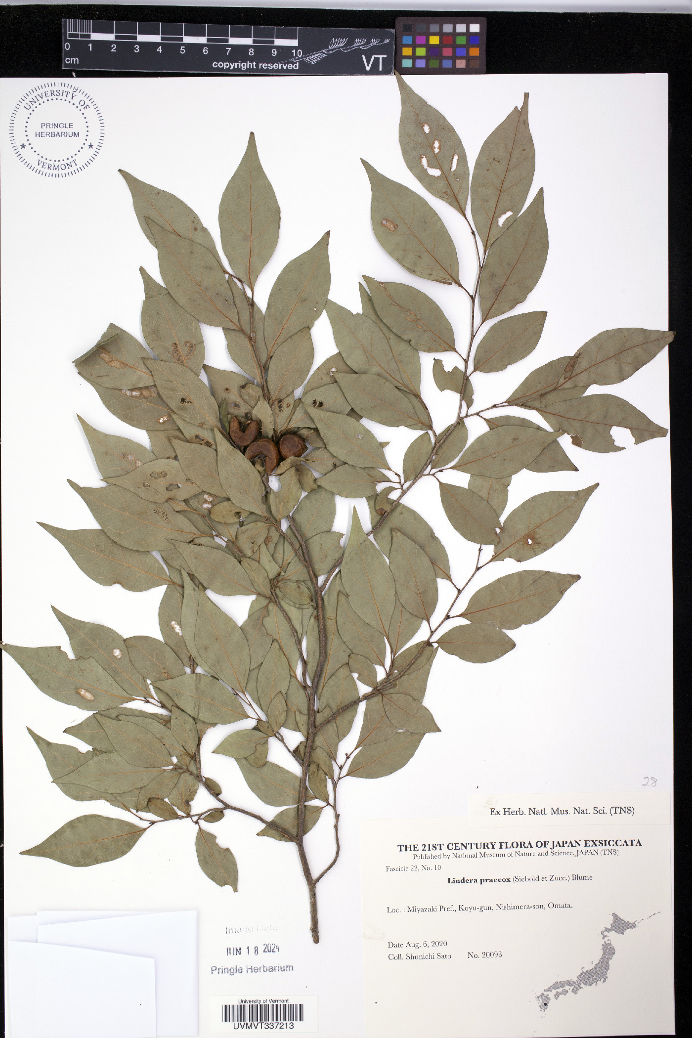 Lindera praecox image