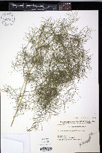 Asparagus schoberioides image