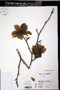 Magnolia kobus image