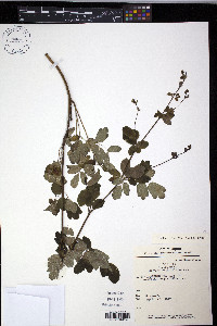 Thalictrum minus image