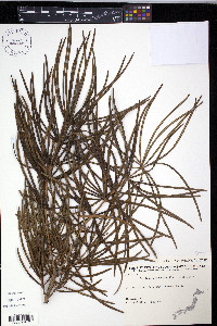 Sciadopitys verticillata image