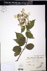 Hydrangea paniculata image