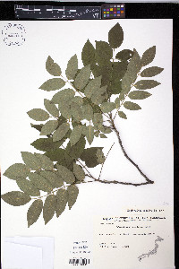 Maackia amurensis image