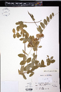 Lathyrus japonicus image