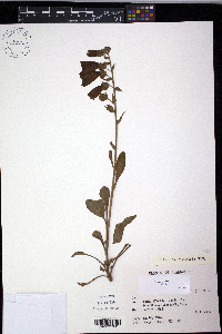Digitalis purpurea image