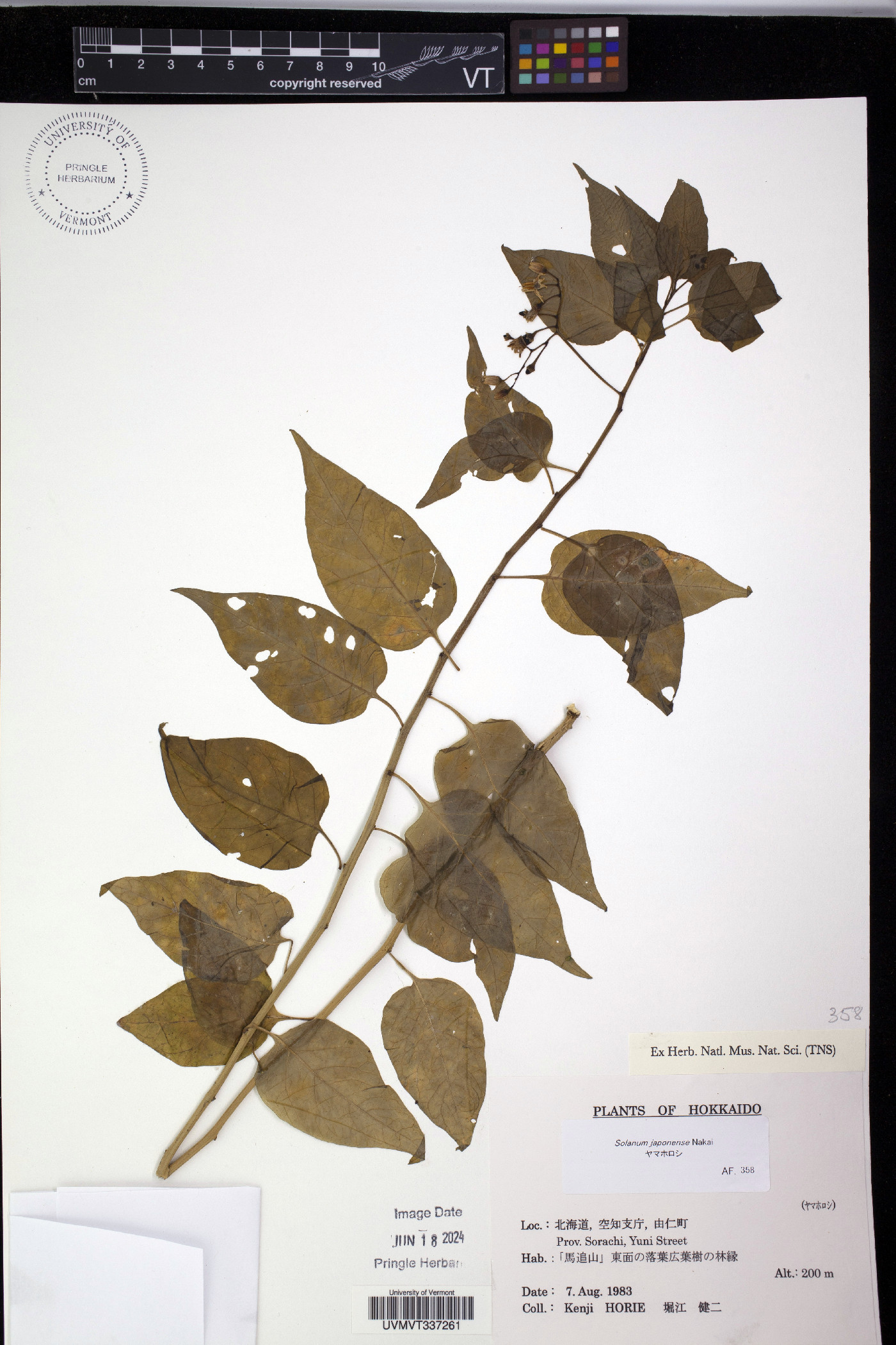 Solanum japonense image