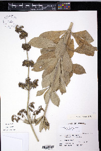 Adenophora triphylla image