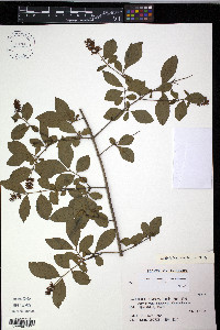 Ligustrum tschonoskii image