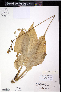 Hosta sieboldiana image