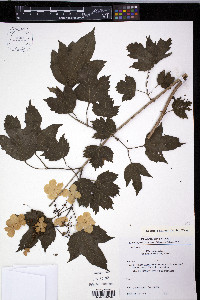 Viburnum opulus image