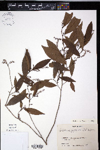 Antidesma japonicum image