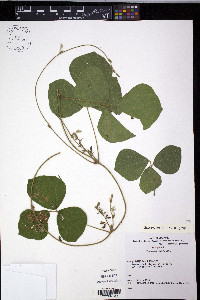 Rhynchosia volubilis image