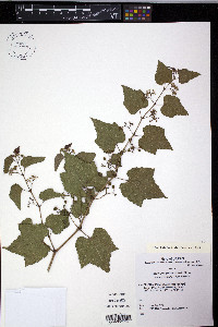 Ampelopsis heterophylla image