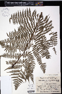 Cornopteris crenulatoserrulata image