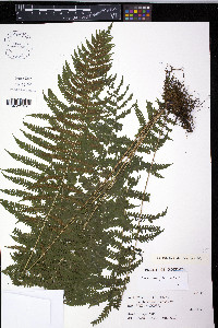 Coryphopteris nipponica image