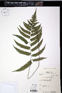 Diplazium mettenianum image