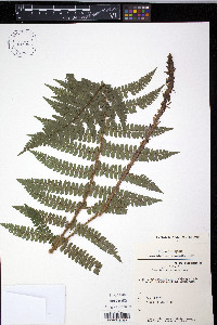 Polystichum pseudomakinoi image