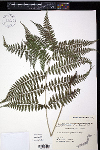 Athyrium vidalii image