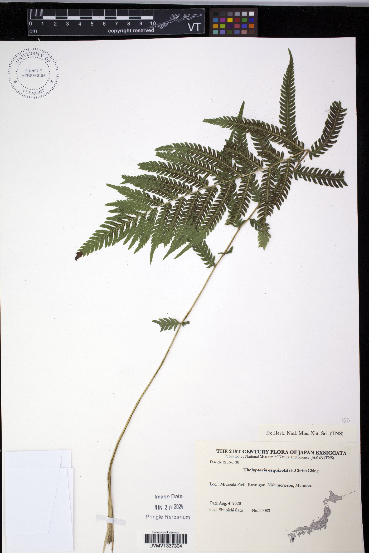 Thelypteris esquirolii image