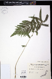 Thelypteris esquirolii image