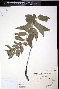 Cyrtomium fortunei image