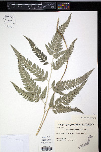 Arachniodes simplicior image