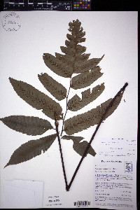 Diplazium neglectum image