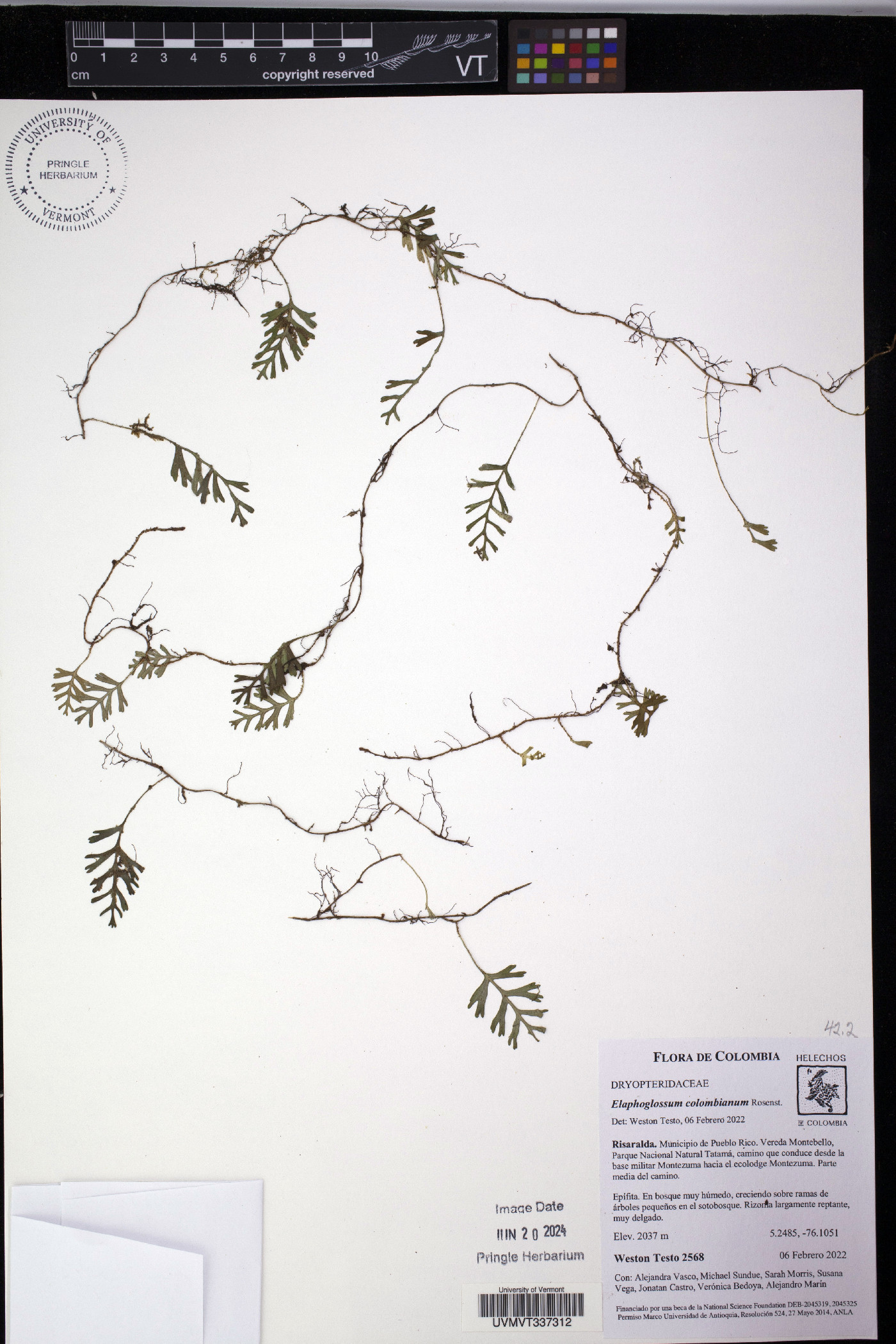 Elaphoglossum colombianum image